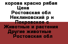 корова красно рябая › Цена ­ 60 000 - Ростовская обл., Неклиновский р-н, Покровское с. Животные и растения » Другие животные   . Ростовская обл.